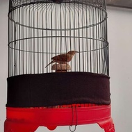 burung branjangan java javanica