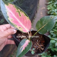 Tanaman hias aglonema kocin pink daun 2