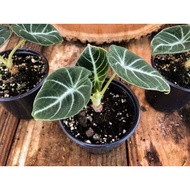 Black Velvet Alocasia