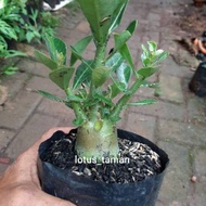POHON BONSAI ADENIUM ARABICUM OBESUM-bibit tanaman bonsai adenium