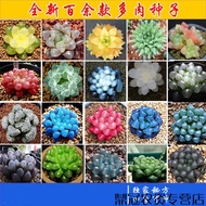 Spring Branch Rhyme Succulent Seed Jade Dew Seeds Lithops Succulent Plant Four Seasons Planting Grow up Easily Indoor an