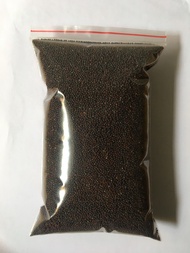 Hạt giống Cải Bẹ Xanh Chuyên Dùng để trồng RAU MẦM – RAU NON ( gói 1kg hạt giống cải bẹ xanh)