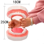 โมเดลฟัน สอนแปรงฟัน โมเดลฟันที่สมบูรณ์ด้วยขนาดธรรมชาติเครื่องมือที่ยอดเยี่ยมสำหรับทันตแพทย์และฟันของนักเรียน