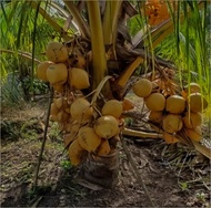 BIBIT KELAPA GADING/BIBIT TANAMAN KELAPA GADING HIBRIDA