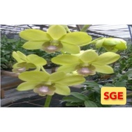 Anggrek Dendrobium Sge Dewasa