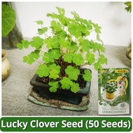 เมล็ดพันธุ์ โคลเวอร์ ลัคกี้โคลเวอร์ บรรจุ 50 เมล็ด Lucky Clover Three Leaf Clover Grass Seeds Lucky Plants เมล็ดดอกไม้ บอนสีพันหายาก เมล็ดพันธุ์ดอกไม้ เมล็ดบอนสี บอนไซ ไม้ประดับ ต้นไม้มงคล บอนสี บอนกระดาดด่าง ต้นไม้ฟอกอากาศ ของแต่งสวน ปลูกง่าย อัตรางอกสูง
