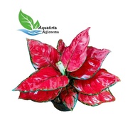 RED ANJAMANI SUPER JUMBO - Tanaman Hias Aglonema / Aglaonema