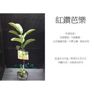 心栽花坊-紅鑽芭樂/紅鑽石芭樂/芭樂品種/嫁接苗/水果苗/售價250特價200