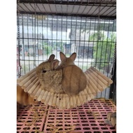 living world tree house, for Rabbit, guinea pig, chinchilla rabbit house guinea pig house