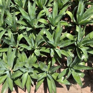 Jade Tree (Ornamental Pineapple Tree)