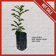 Sws - LIMAU PURUT 2801-2290