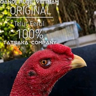 100% ayam ganoi ori telur fertil pakhoy brutal mangon anti lock birma