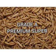 Maggot kering grade A premium 500 gram / maggot 1/2 kg / maggot kering / maggot bsf / maggot kering