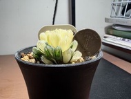 種植/植物 多肉、十二卷 玉露錦