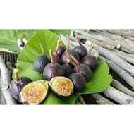 Bibit tanaman Bibit buah tin iraqi Terlaris