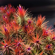 Ready Stock Fast Shipping Base Delivery Air Pineapple Soilless Plant Inte Elf 6-8cm212360812