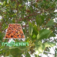 เมล็ดพันธุ์ Garden Seed กระถินเทพา (Acaacia mangium willd) 100 เมล็ด จัดเป็นไม้โตเร็วที่อยู่ในพืชตระกูลถั่ว มีถิ่นกำเนิดที่ประเทศปาปัวนิวกินี ออสเตรเลีย อิน