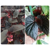 Pokok Begonia Burning Bush
