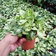 Anak Pokok Keladi Kecil Hiasan Syngonium Pixie Indoor Plants Live Plants Pokok Hidup Pokok Hiasan Dalam Rumah Cantik