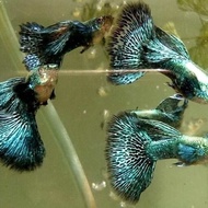 Greed dragon guppy fish l ikan guppy l guppy fish l pair trio available