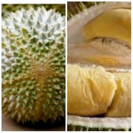 Pokok Durian Chene D123