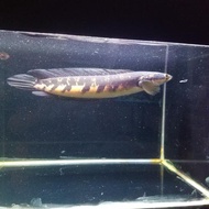 ikan hias predator chana maru ys uk 25cm