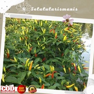 25 Biji - Benih Cabe Rawit DEWATA 43 F1