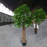 Manufacturer Manufacturing Simulation Bonsai Green Plant Camphor Tree Gum Leaf Green Ficus Indoor Pl