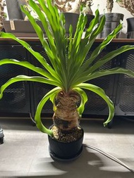 巨鳳之卵  吸手size