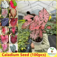 【100% Original】Rare Mixed Colors Caladium Seeds for Planting (100 Seeds Per Pack) Caladium Live Plant Flower Seeds Bonsai Water Plants for Sale Blossom Air Plant for Home &amp; Garden Flowers Decoration Flowering Plants Seeds Easy To Grow In Singapore
