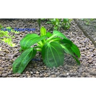 ~RARE~ Echinodorus Opacus sp. “Iguazu 2009” – Aquatic Aquarium Plant