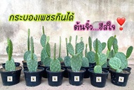 🌵กระบองเพชรกินได้ Opuntia ficus indica (โอพันเทีย ฟิคัส อินดิก้า)ขนาดต้นชำเล็กมีรากพร้อมปลูก ต้นแข็งแรง สมบูรณ์ พร้อมส่ง🔥