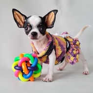 anjing kecil chihuahua betina cantik