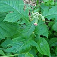 bibit tanaman herbal daun sintrong 5 pohon terbaik
