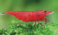 neocaridina cherry shrimp Aquarium Aquascape 10 pcs