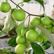 bibit pohon apel futsa/ apel India / Bidara India murah