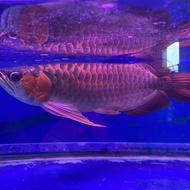 Arwana super red samurai 40cm