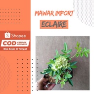 MAWAR Rose Import Eclaire Rose