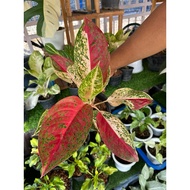 【TW668】 Aglaonema Thailand Rare Rare species live 🌱 plant