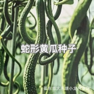 Snake-Shaped Cucumber Seeds Snake Cucumber Gherkin Juicy Delicious Making Salad Fruit Cucumber Seeds