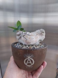 惠比須笑 塊根植物
