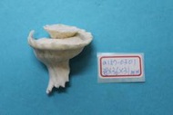 superlin30 a157-0301 瑪娃花仙螺 (38*36*31 mm)