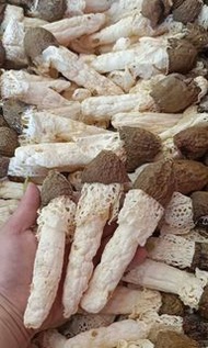 野生竹笙