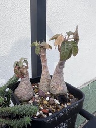 琉桑