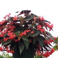 tanaman hias Begonia coccinea (Scarlet Begonia) -begonia clasic