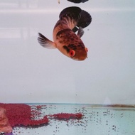 ikan chana red barito 10cm