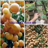 Combo of 3 kumquat trees