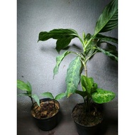 aglaonema pictum