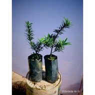 雀舌罗汉松苗/罗汉松/高度25/35cm左右