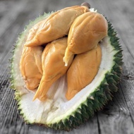TIADA COD Anak Pokok Durian D13 Golden Bun